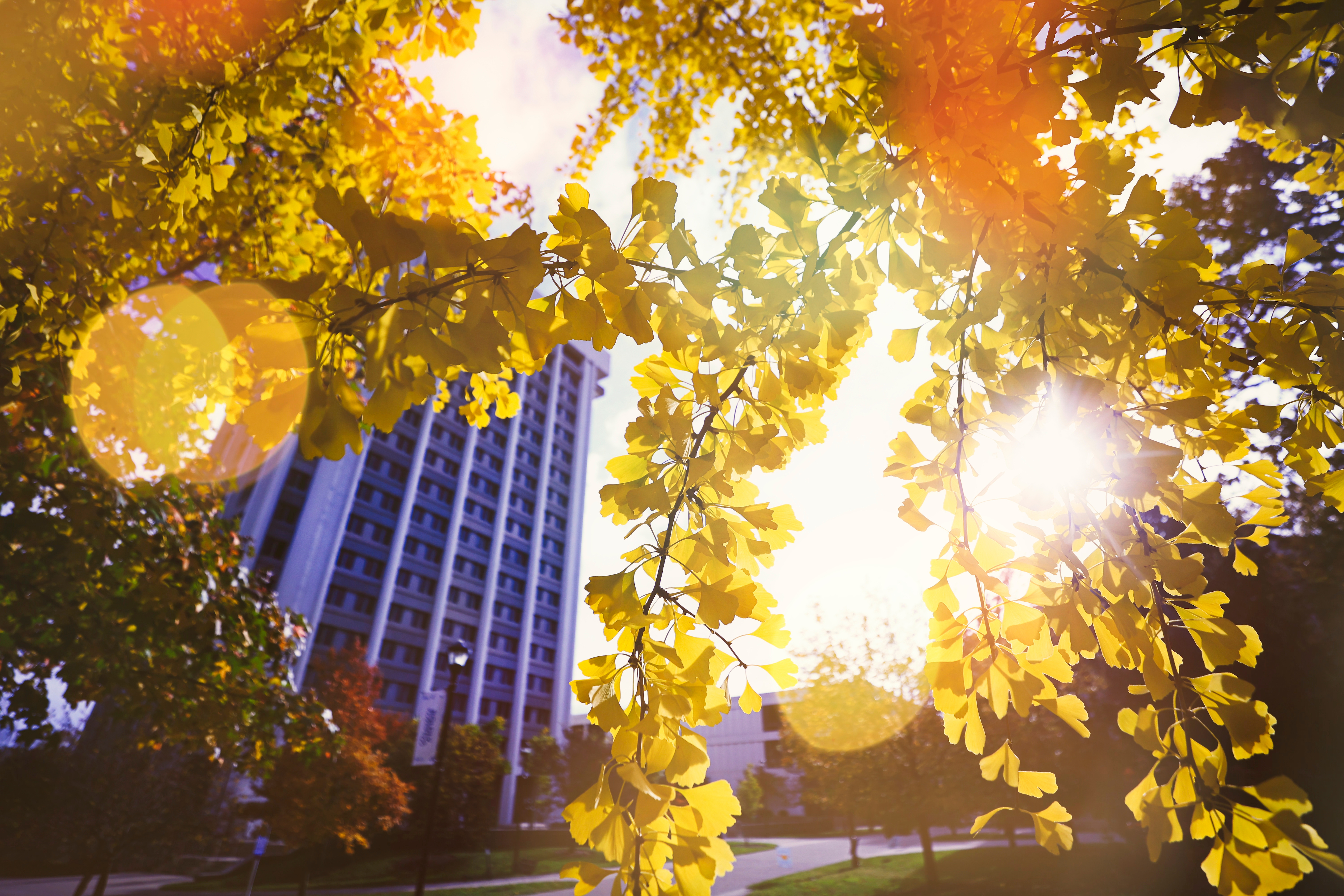 a sunset, fall foliage image with lens flare standing underneath a tree with yellow leaves; in the background is the Patterson Office Tower