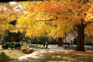 Yellow foliage on campus
