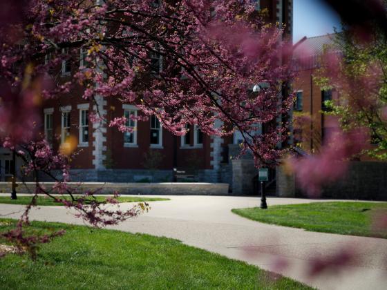 Trees in bloom on campus