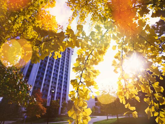 a sunset, fall foliage image with lens flare standing underneath a tree with yellow leaves; in the background is the Patterson Office Tower