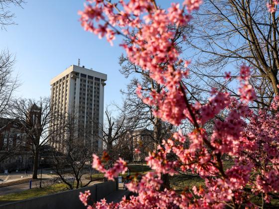 This is a photo of the University of Kentucky campus in the spring.